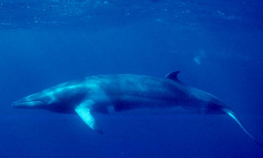 Minke_Whale_(NOAA) 20 08.jpg