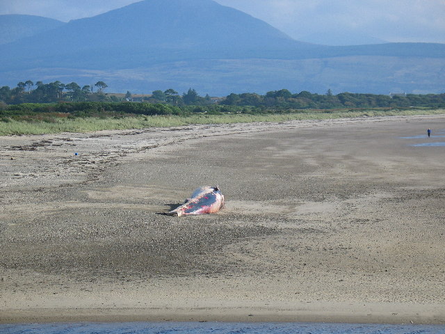 Minke_Whale_washed_ashore_Carradale_Bay._-_geograph.org.uk_-_96871.jpg