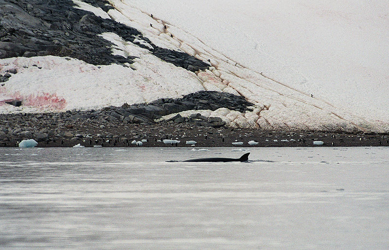 Minke_whale-Antarctica-(C)_Jerzy_Strzelecki.jpg