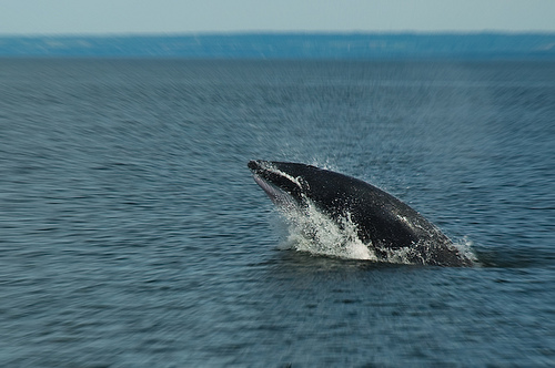 Minke_whale-breaching-_Tadoussac-Quebec-_(C)_Rene_Ehrhardt-Flickr.bmp