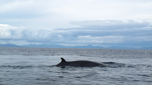 Minke_whale_-Scotland_(C)_Lormarie-FLickr.jpg