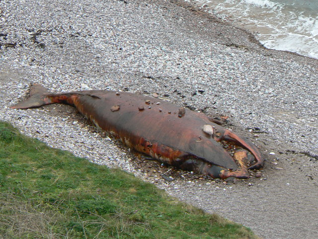 Minke_whale_-_geograph.org.uk_-_429954.jpg