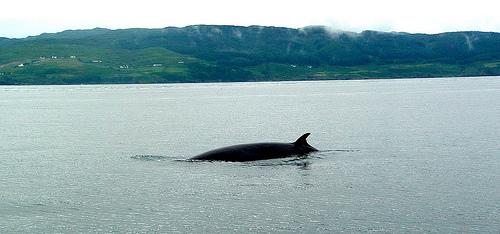 Minkewhale20BOB008-Flickr.jpg