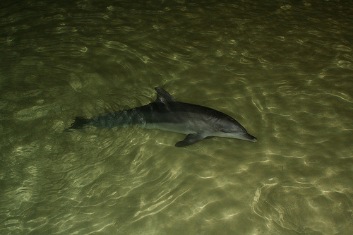 Moreton Island Tangalooma---- (C) randomix_Flickr.jpg