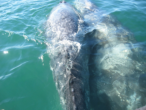 Mother calf-Baja California- (C) nbonzey-flickr.jpg