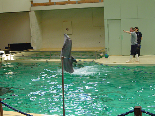 Munster dolphinarium-20.08.07- (C) A.Schwenke.FLickr.jpg