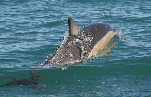 NZ (C) Carmelo Aquilina_FLickr.jpg