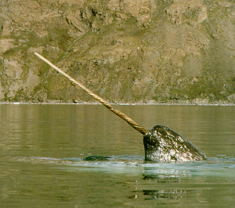 Narwhal_(C)_Chris_Corwin-Flickr 16 10 13.jpg