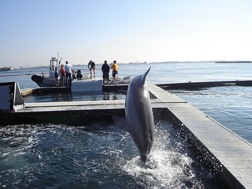 Navy_Dolphin---Makkiah--_(C)_Just_taken_pics_-FLickr.jpg