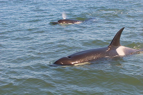 Orca_mother-calf-(C)_Erikogan_flickr.jpg