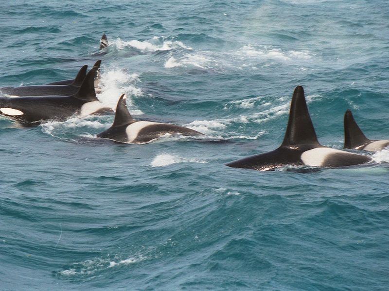 Orca_pod_hunting_-_Andenes-Norway_(C)_Wolfgang_Hagele.jpg