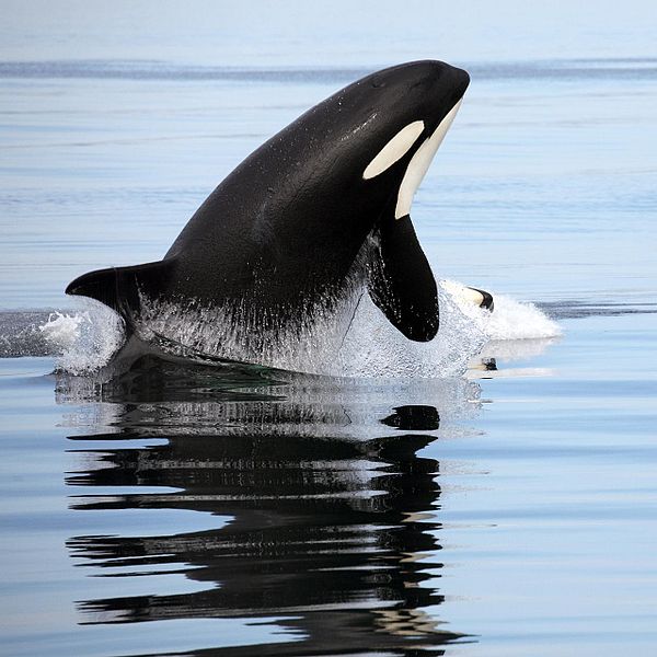 Orcas_&_humpbacks_(3731051754).jpg