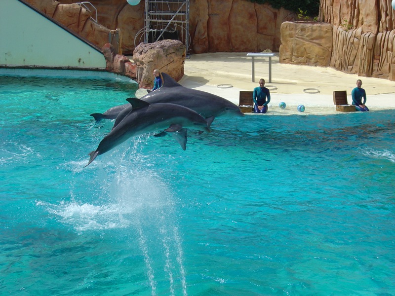 Parc_Asterix_Dolphins_by_http2007.jpg