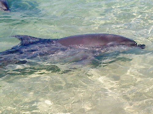 Philippines_Ocean_Adventure-dolphin-09_(C)dresdendoll-FLickr.jpg