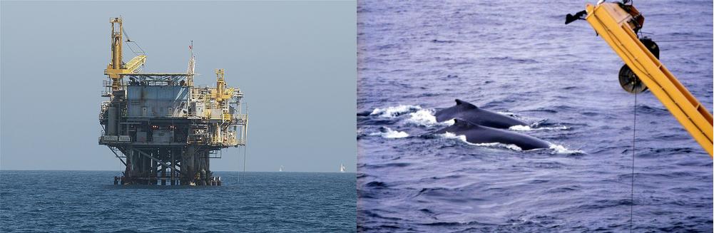 Plateforme-(C)_marinephotobank_Flickr-Baleines_(C)_NOAA.jpg