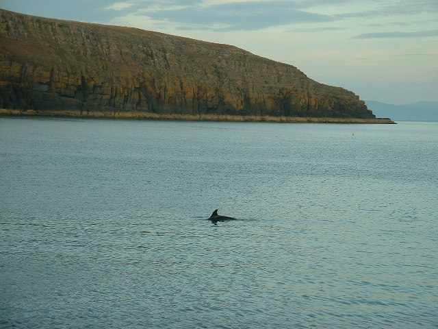 Porth_Ceiriad_dolphin_-_geograph.org.uk_-_27146.jpg