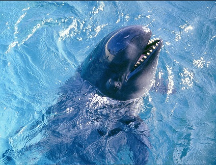 Pseudoorca_Crassidens_-_False_Killer_Whale.jpg