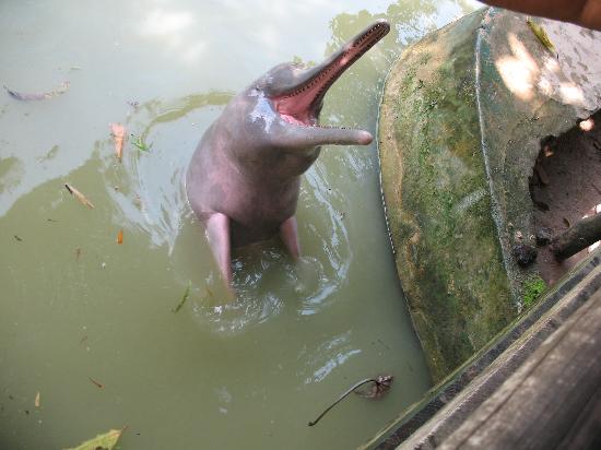 Quistachoa - pink-dolphin-at-the-zoo - Iquitos (C)arahuana.jpg