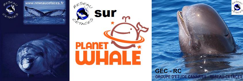 RC-Planet whale-GEC-RC.jpg