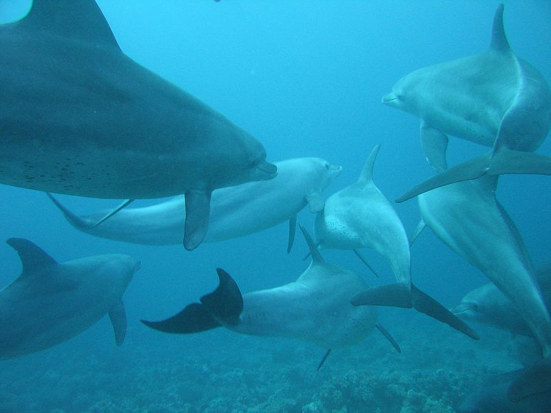 Red sea Dolphin (C) Dukachev.jpg