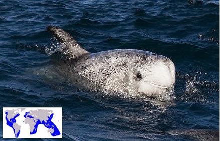 Risso dolphin (C) Mike Baird-Flickr.jpg