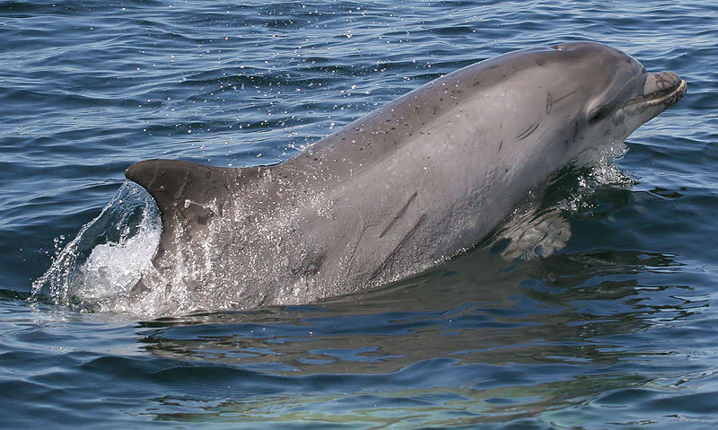 Scarred_bottlenose_dolphin_cromarty_firth_2006_-_DOMPUB-_Rene.jpg