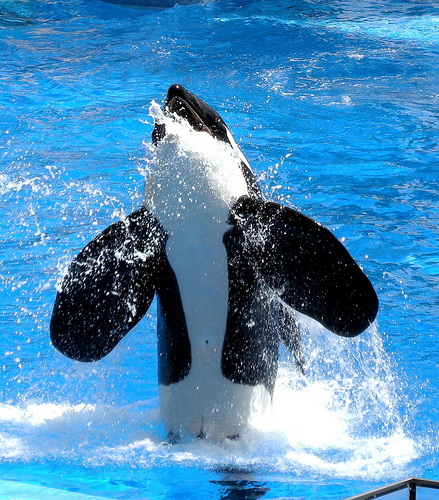 Sea World Orlando-killer whale -Tilikum(C) Milan_boers_flickr.jpg