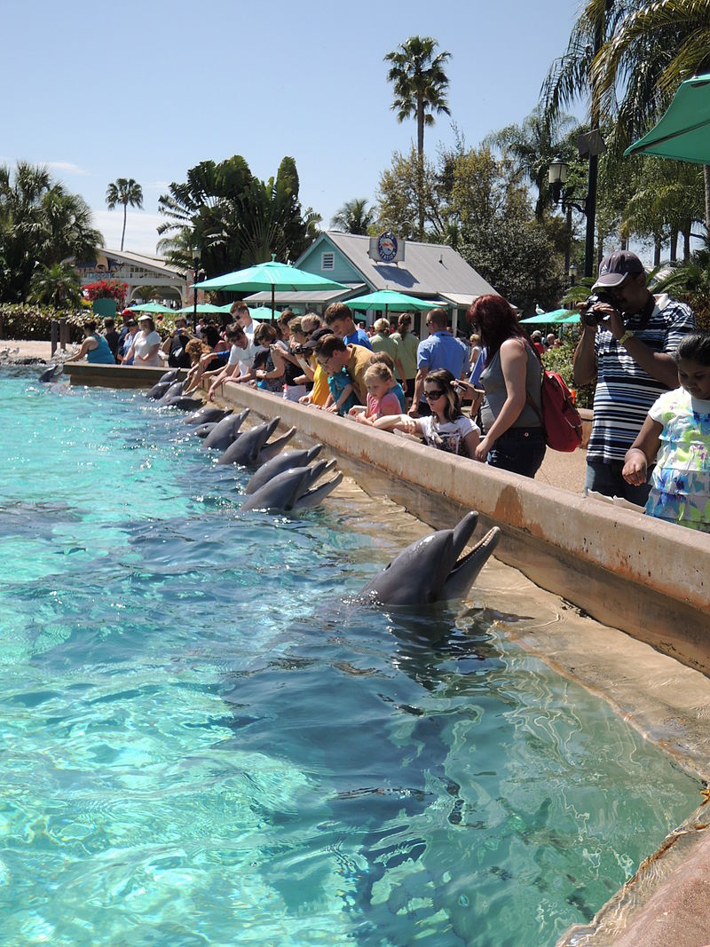 SeaWorld_Dauphin.JPG