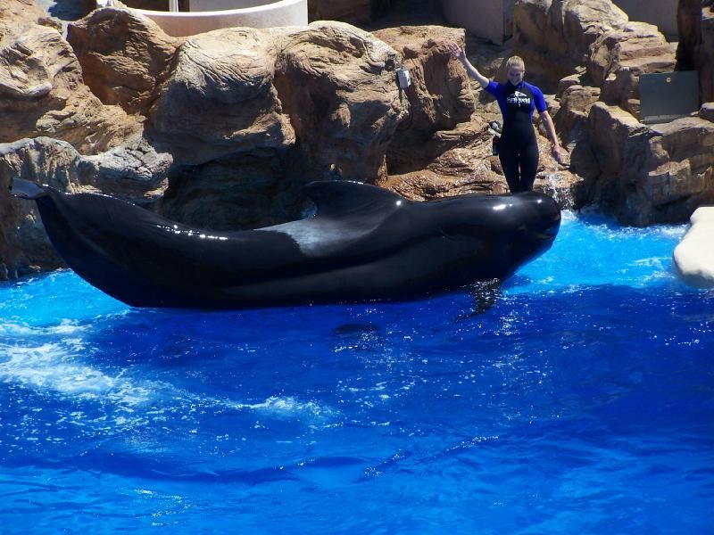 Sea_World_San_Diego-Pilot_whale_-Bublles(C)Webshots_com.jpg