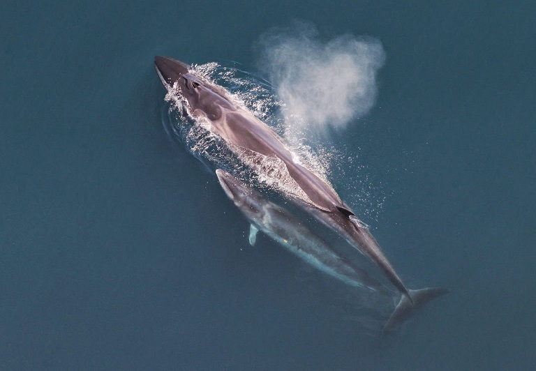 Sei_whale_mother_and_calf_Christin_Khan_NOAA.jpg