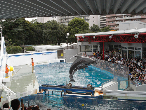 Shinagawa_-_Dolphins_(C)Kobakou_Flickr.jpg