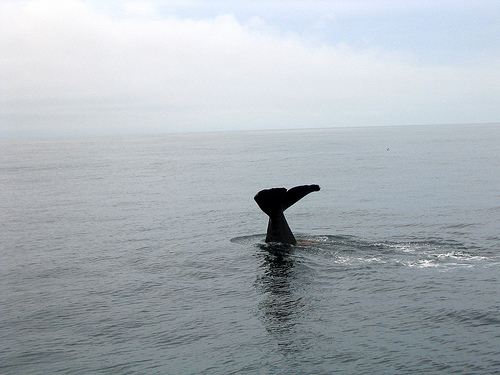 Sperm whale -(C) robinvanmourik_Flickr.jpg