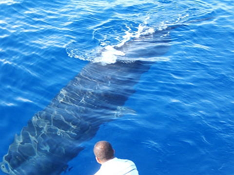 Sperm_Whale_-C-_Alessio_Marrucci.jpg