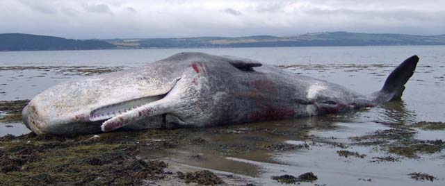 Sperm_Whale_-_Alturlie_Point_-_geograph.org.uk_-_1241380.jpg