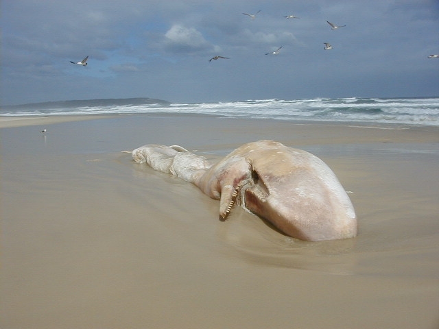 Sperm_whale,_Hawston,_South_Africa.JPG