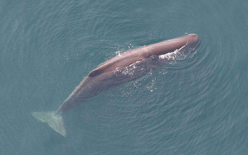 Sperm_whale_Tim_Cole_NMFS_crop.jpg