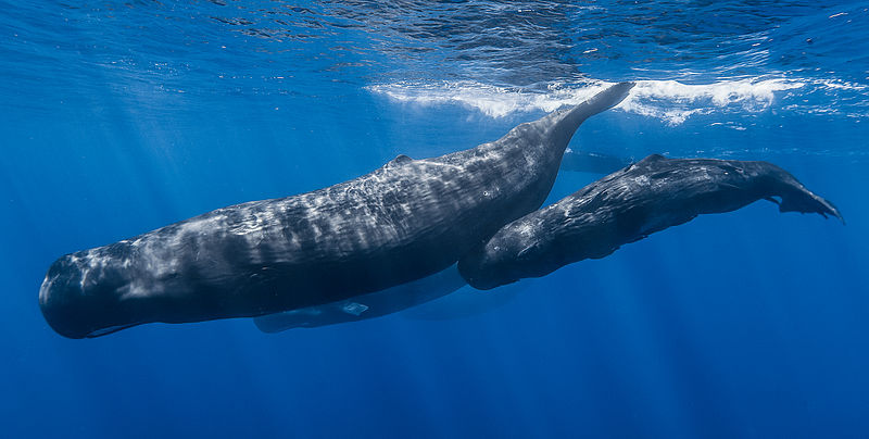 Sperm_whale_pod.jpg