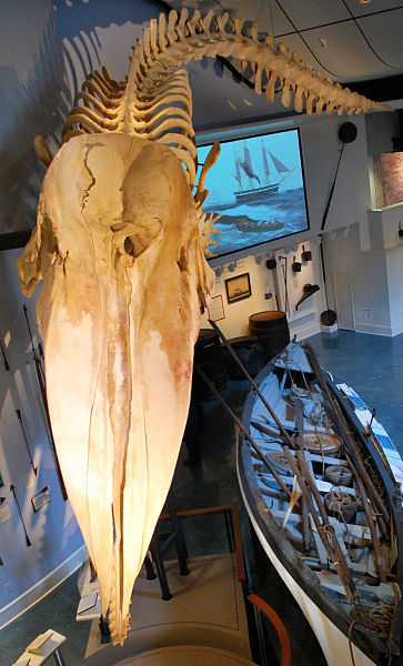 Sperm_whale_skeleton_front.jpg