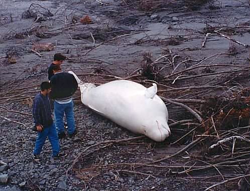 Stranded Beluga whale (C)Webshots_com 23 10 14.jpg