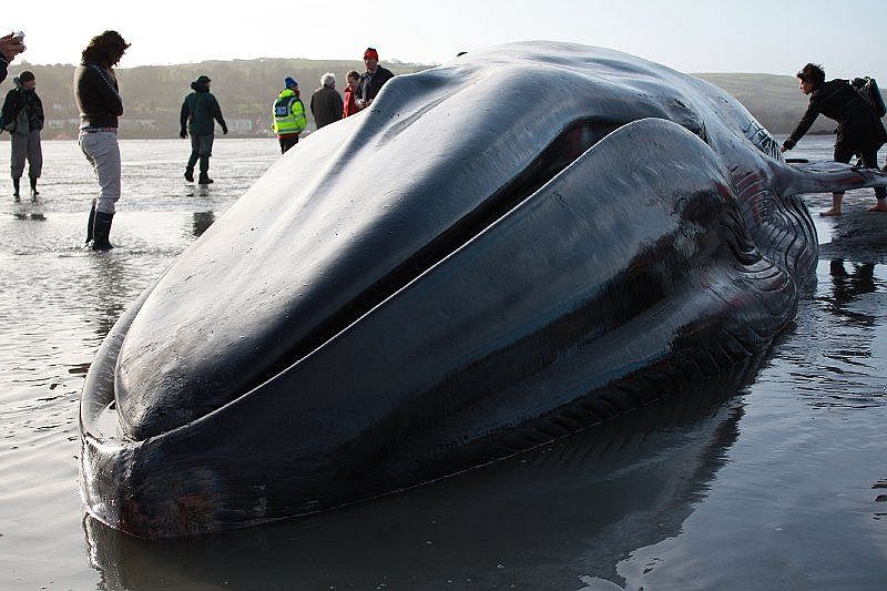 Stranded whale (C)Webshots_com.jpg