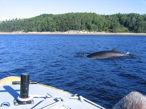 Tadoussac (C) afternoon_sunlight_Flickr.jpg