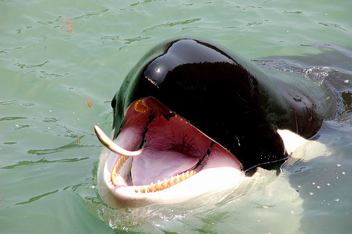 Taiji Whaling Museum-Killer whale feed -Nami(C) M-louis.jpg