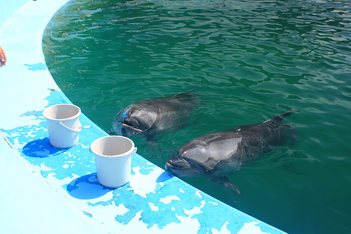 Taiji-Cho-Wakayama Prefecture -24_07_09-- (C) PANDA KEEPER_FLickr.jpg