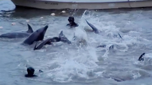 Taiji-Dolphin-Hunt.jpg