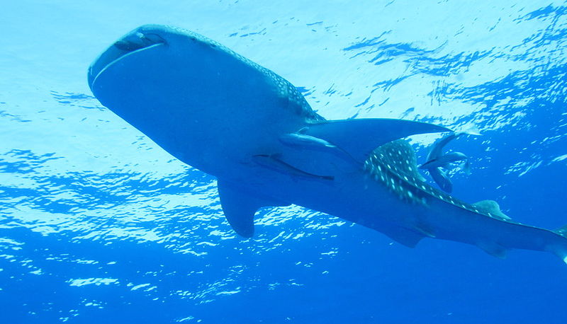 The_Whaleshark_Collection_at_Daedalus_Reef,_Red_Sea,_Egypt_looking_up_to_surface,_closer_(6147783846).jpg