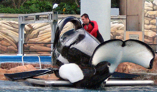 Tilikum -09_03_08 (C) Muffinman71xx_FLickr.jpg