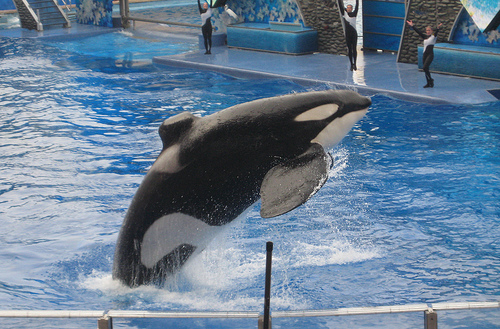 Tilikum- 01_06_08 (C) Deliriant.jpg