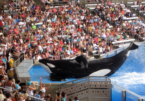 Tilikum- 01_06_08 (C) Deliriant_FLickr.jpg