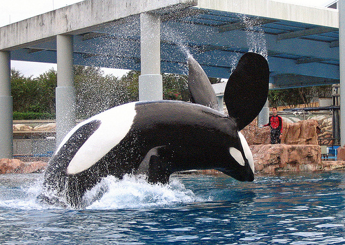 Tilikum-09_03_08 (C) Muffinman71xx_FLickr.jpg