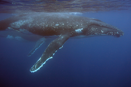 Tonga--(C) -g-Na_Flickr.jpg